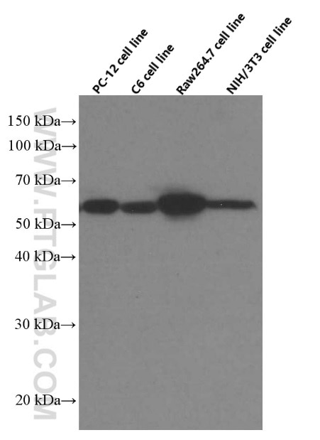 Western Blot (WB) analysis of PC-12 cells using LPCAT1 Monoclonal antibody (66044-1-Ig)