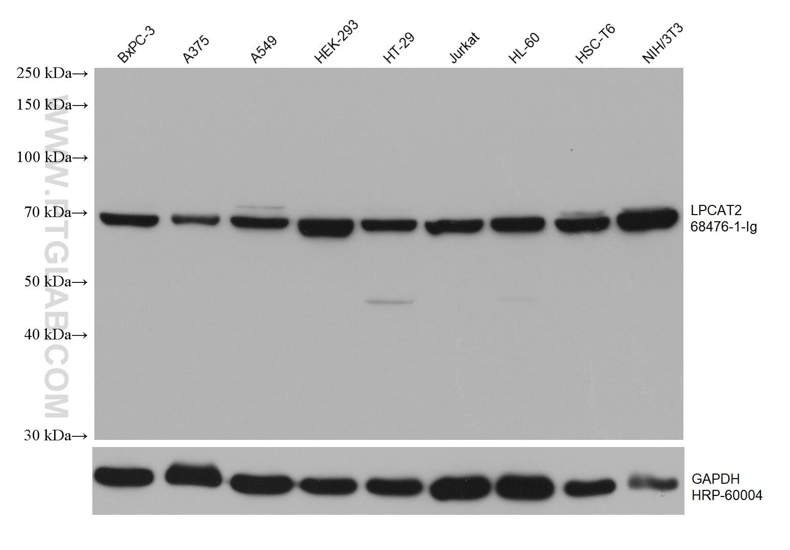 Western Blot (WB) analysis of various lysates using LPCAT2 Monoclonal antibody (68476-1-Ig)