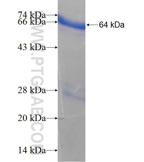 LPCAT2 fusion protein Ag7156 SDS-PAGE