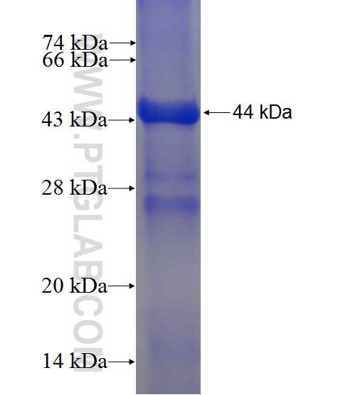 LPCAT4 fusion protein Ag12281 SDS-PAGE