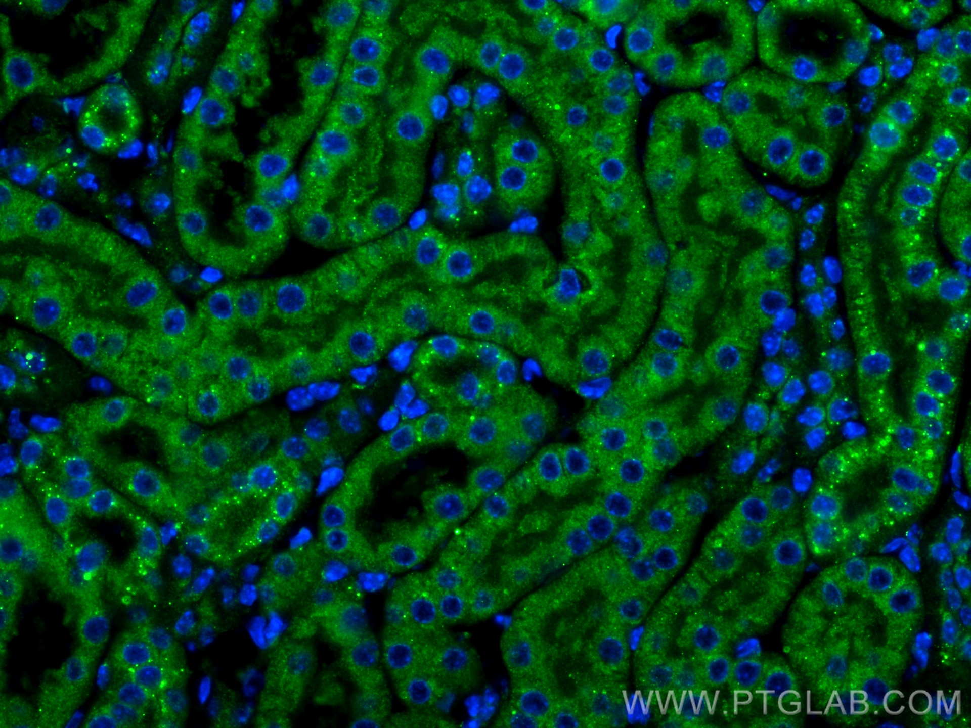 Immunofluorescence (IF) / fluorescent staining of mouse kidney tissue using LPHN1 Polyclonal antibody (30142-1-AP)