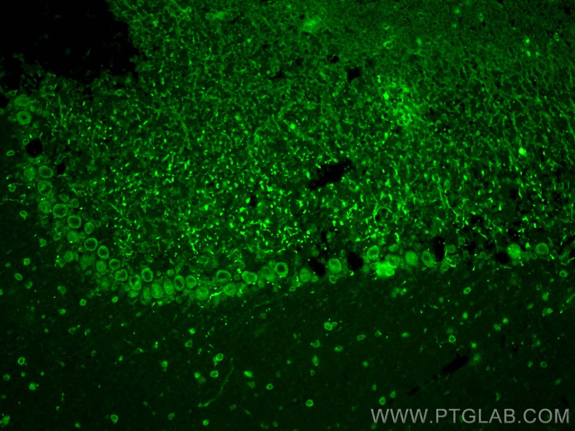 Immunofluorescence (IF) / fluorescent staining of mouse cerebellum tissue using LPHN2 Polyclonal antibody (20043-1-AP)