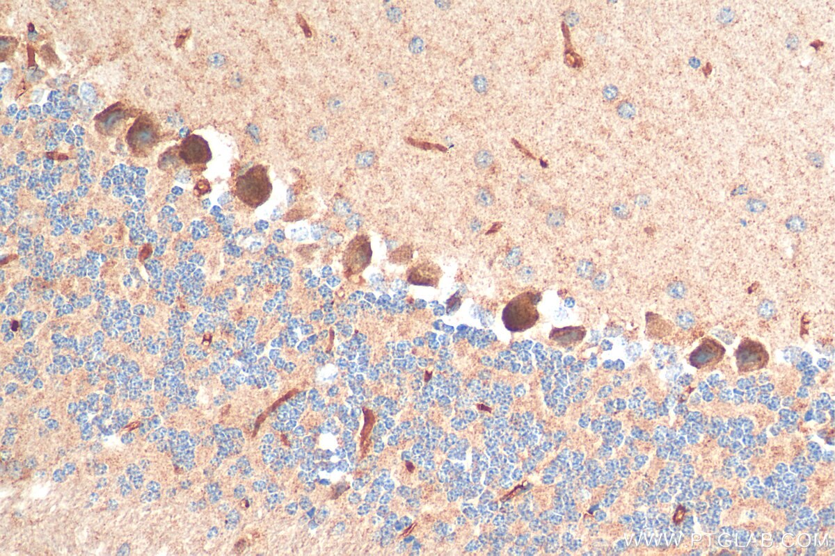 Immunohistochemistry (IHC) staining of mouse cerebellum tissue using LPHN2 Polyclonal antibody (20043-1-AP)