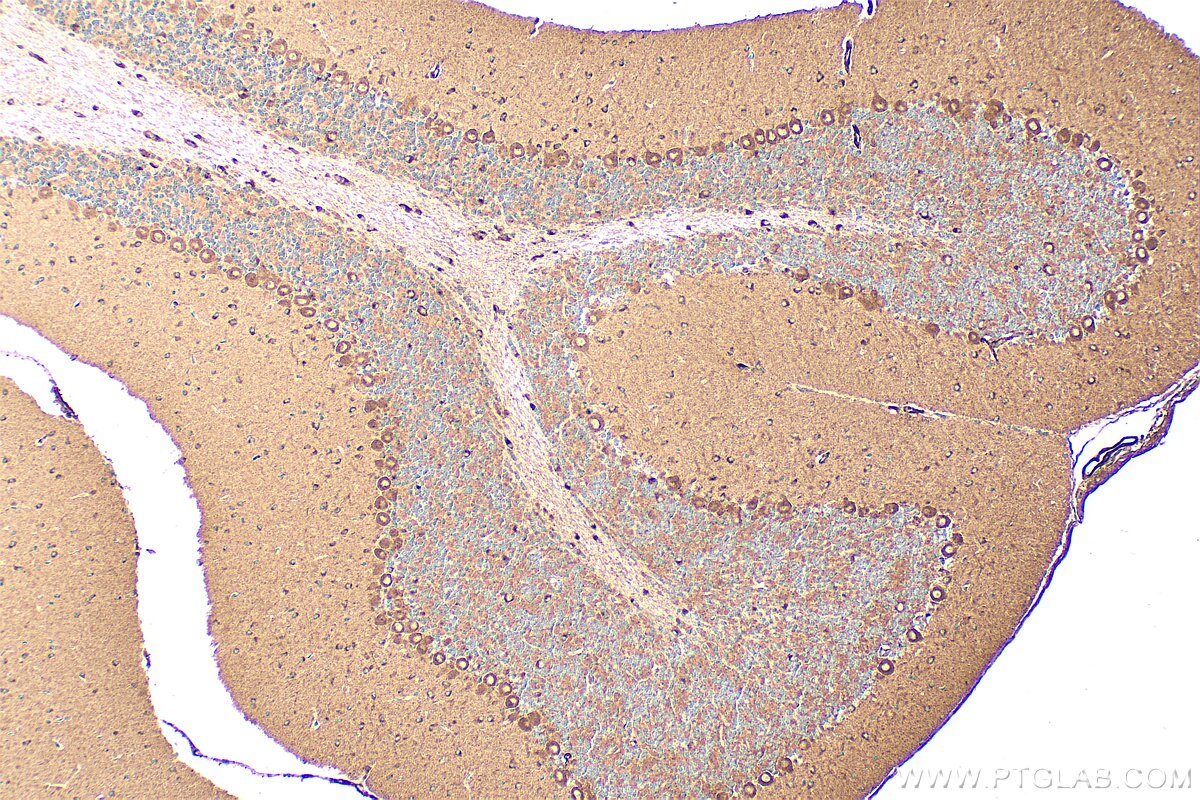 Immunohistochemistry (IHC) staining of mouse cerebellum tissue using LPHN3 Polyclonal antibody (20045-1-AP)
