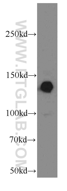 Western Blot (WB) analysis of HepG2 cells using LPHN3 Polyclonal antibody (20045-1-AP)