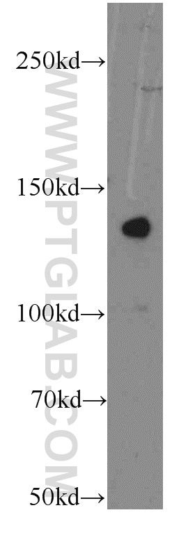 Western Blot (WB) analysis of COLO 320 cells using LPHN3 Polyclonal antibody (20045-1-AP)