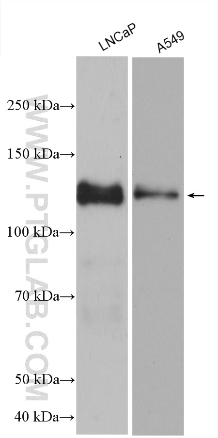 Western Blot (WB) analysis of various lysates using LPIN1 Polyclonal antibody (27026-1-AP)