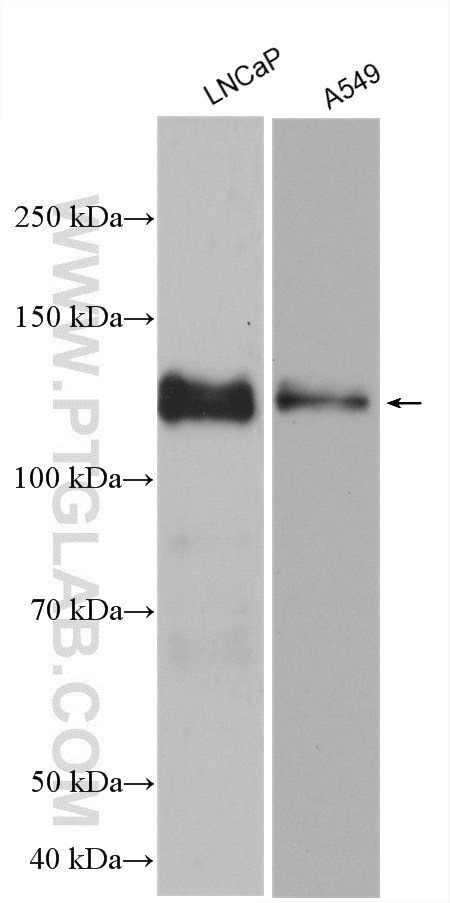 Western Blot (WB) analysis of various lysates using LPIN1 Polyclonal antibody (27026-1-AP)