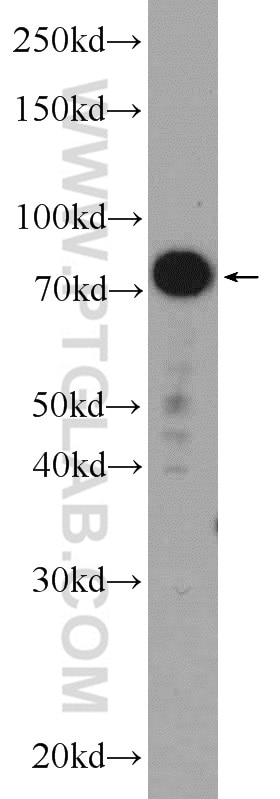 LPP Polyclonal antibody