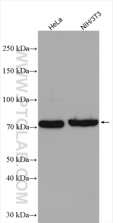 Western Blot (WB) analysis of various lysates using LPP Polyclonal antibody (25045-1-AP)