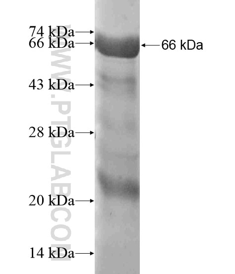 LPP fusion protein Ag19205 SDS-PAGE