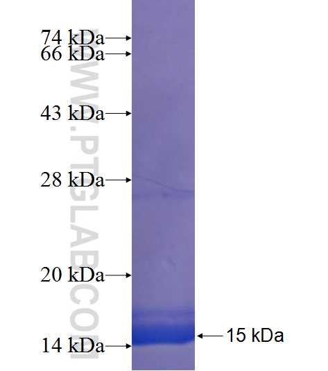 LPPR2 fusion protein Ag23046 SDS-PAGE