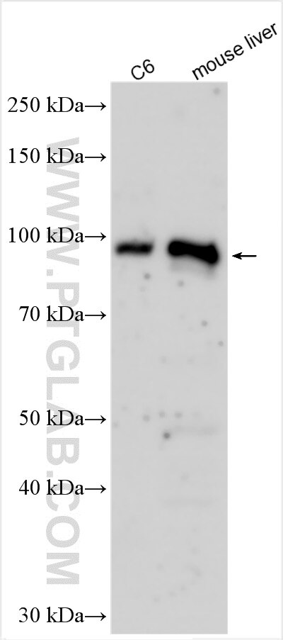 Western Blot (WB) analysis of various lysates using LPPR4 Polyclonal antibody (24825-1-AP)