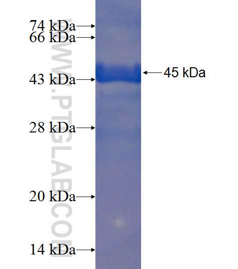 LPPR4 fusion protein Ag20298 SDS-PAGE