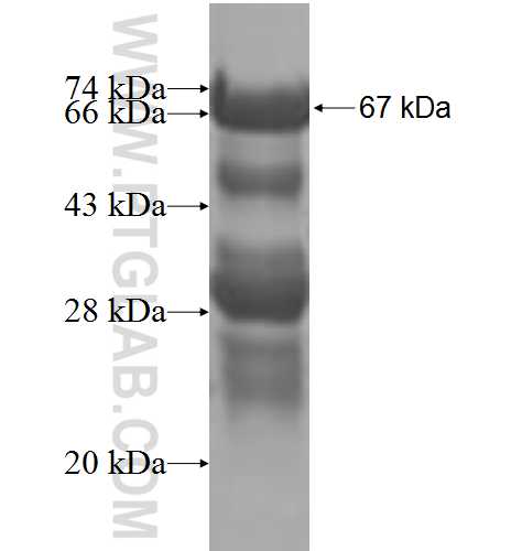 LRCH3 fusion protein Ag8511 SDS-PAGE