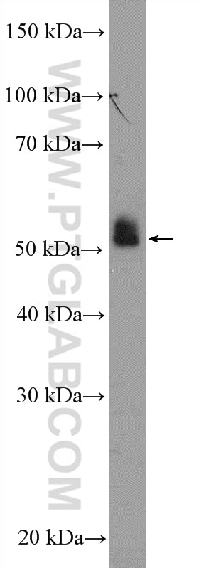 Western Blot (WB) analysis of L02 cells using LRDD Polyclonal antibody (12119-1-AP)