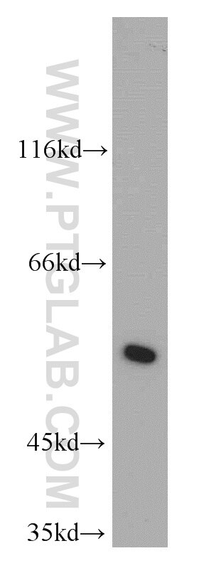 Western Blot (WB) analysis of L02 cells using LRDD Polyclonal antibody (12119-1-AP)