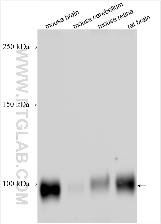 Western Blot (WB) analysis of various lysates using LRFN2 Polyclonal antibody (27576-1-AP)