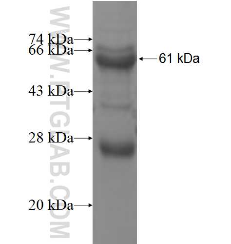 LRFN3 fusion protein Ag8324 SDS-PAGE