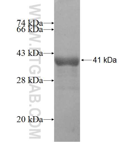 LRFN3 fusion protein Ag8418 SDS-PAGE
