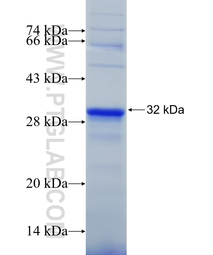 LRFN4 fusion protein Ag24491 SDS-PAGE