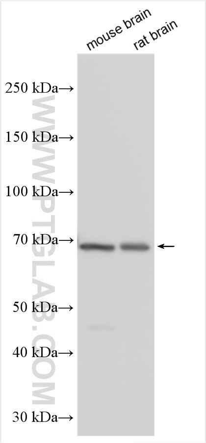Western Blot (WB) analysis of various lysates using LRFN5 Polyclonal antibody (26856-1-AP)