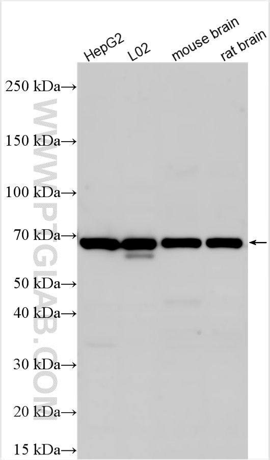 Western Blot (WB) analysis of various lysates using LRFN5 Polyclonal antibody (26856-1-AP)
