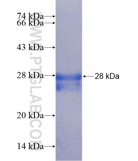 LRFN5 fusion protein Ag22085 SDS-PAGE