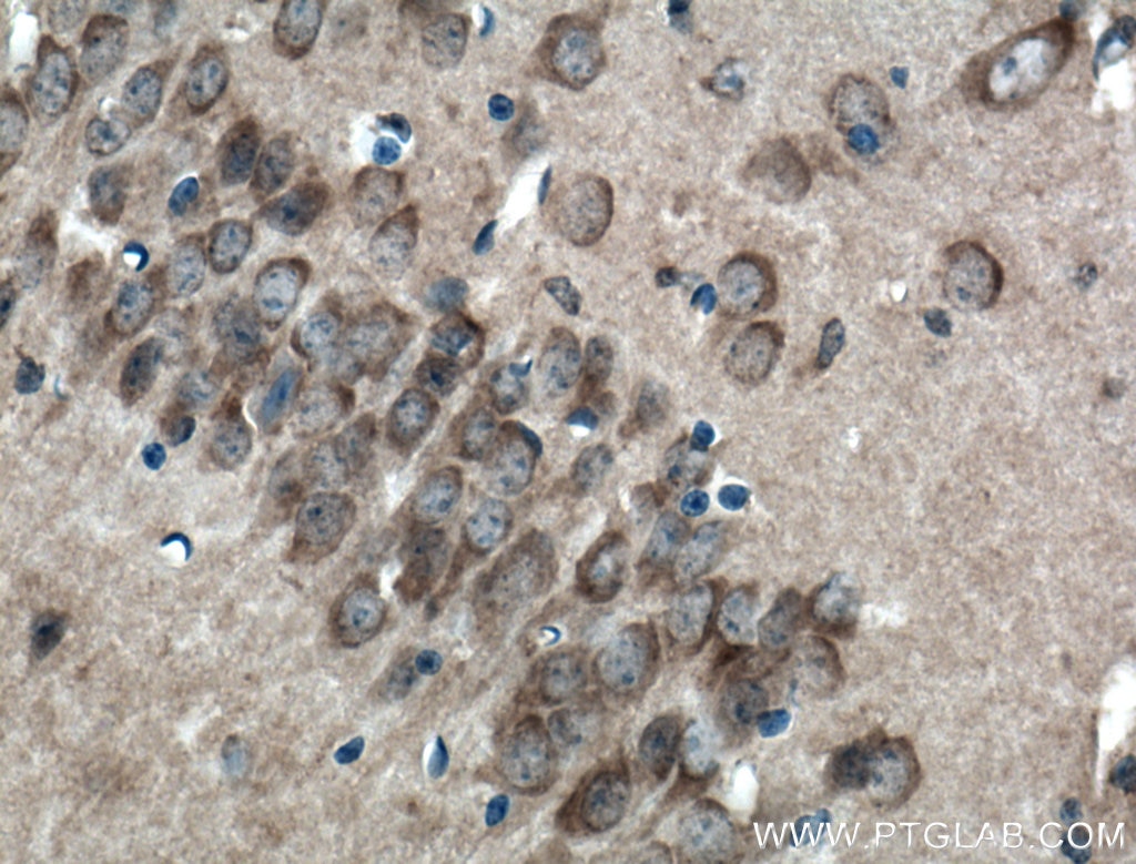 Immunohistochemistry (IHC) staining of mouse brain tissue using LRG1 Polyclonal antibody (13224-1-AP)