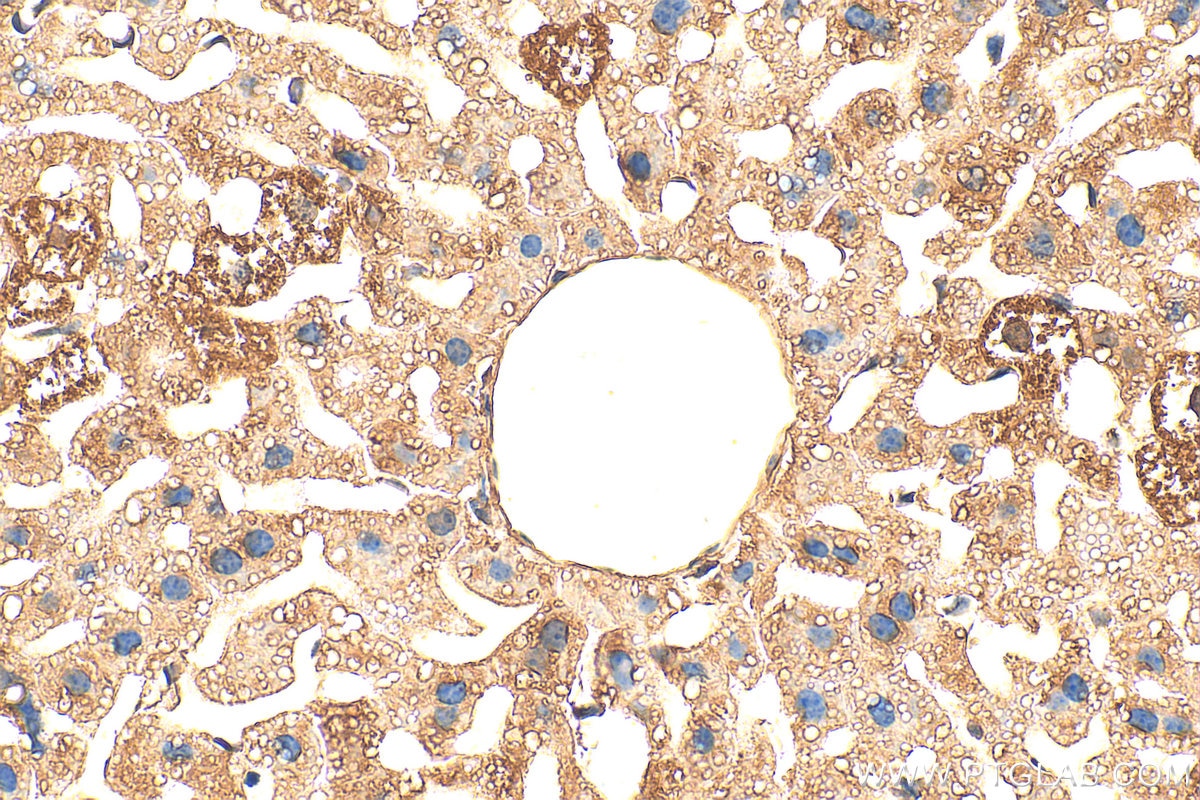 Immunohistochemistry (IHC) staining of mouse liver tissue using LRG1 Polyclonal antibody (13224-1-AP)