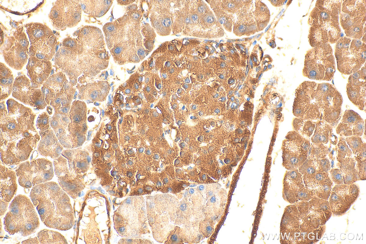 Immunohistochemistry (IHC) staining of mouse pancreas tissue using LRG1 Polyclonal antibody (13224-1-AP)