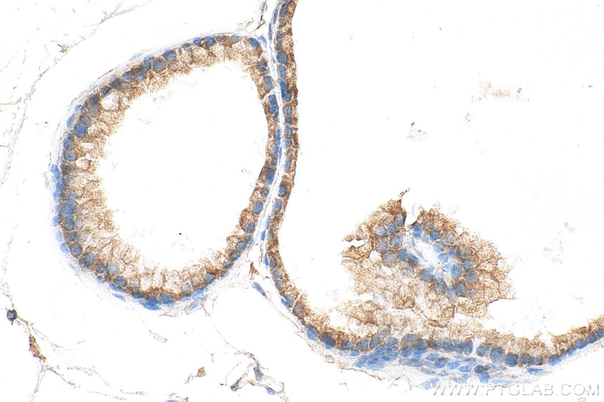 Immunohistochemistry (IHC) staining of mouse prostate tissue using LRG1 Polyclonal antibody (13224-1-AP)