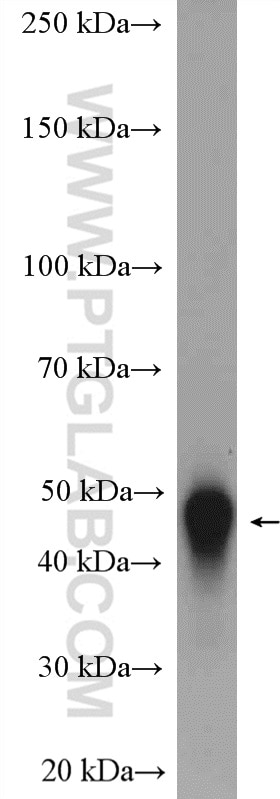 Western Blot (WB) analysis of human plasma using LRG1 Polyclonal antibody (13224-1-AP)
