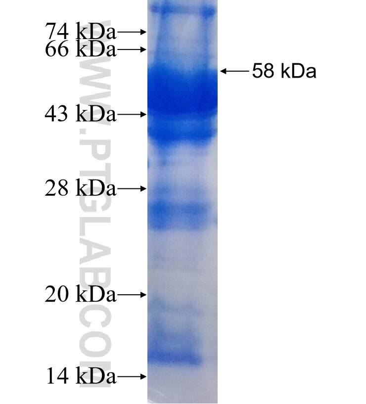 LRG1 fusion protein Ag3964 SDS-PAGE