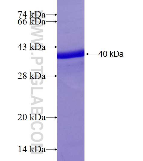 LRG1 fusion protein Ag6930 SDS-PAGE