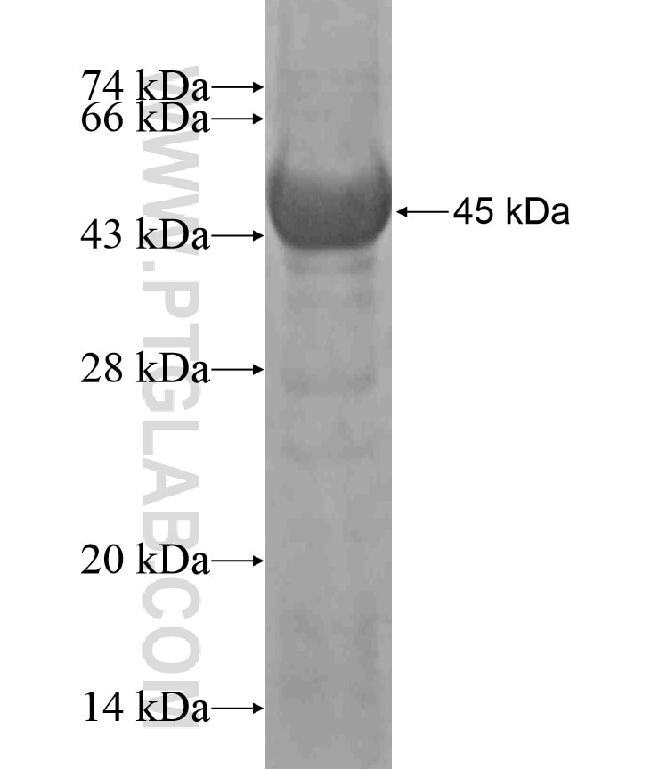 LRIG1 fusion protein Ag17880 SDS-PAGE