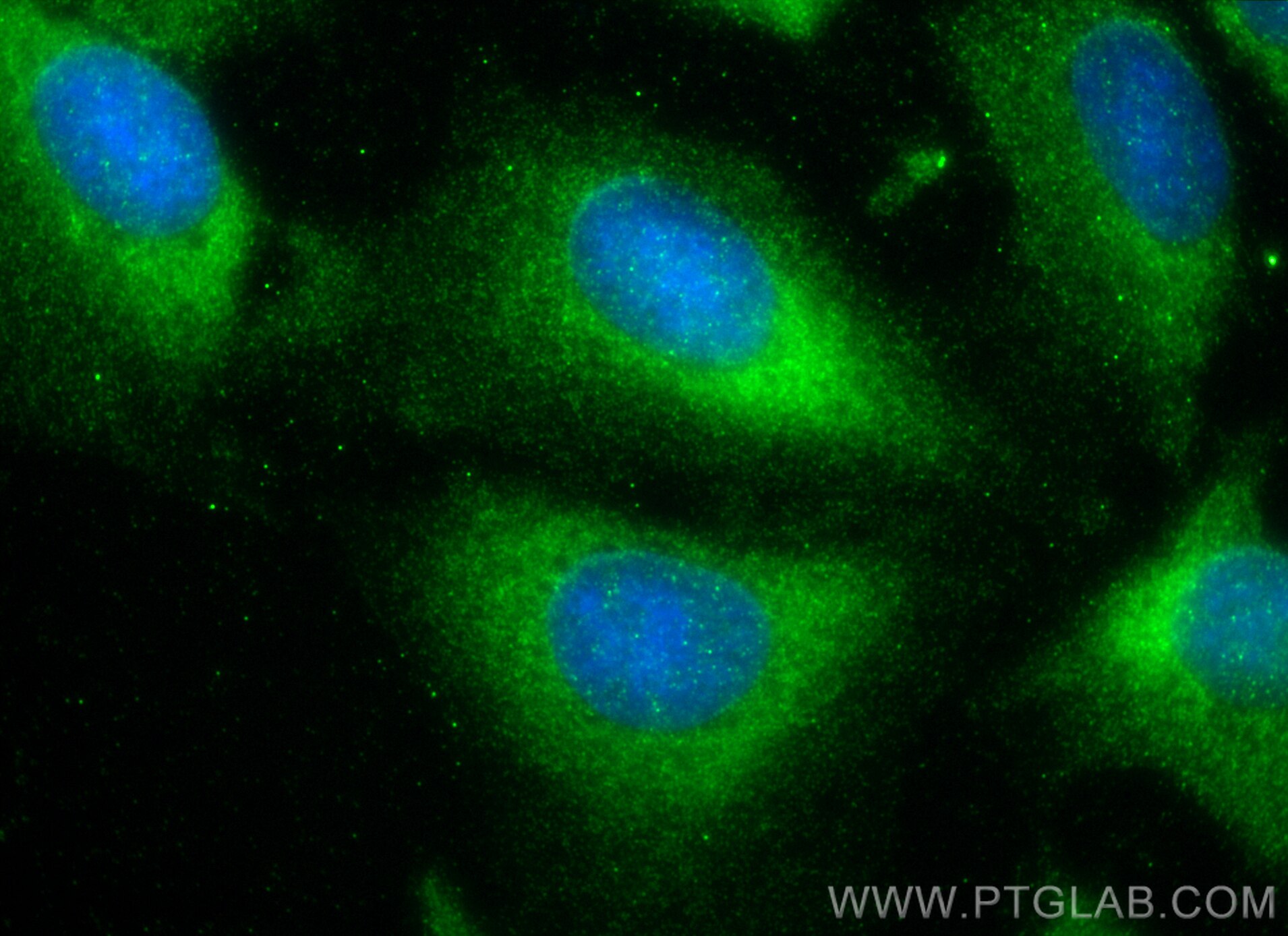 Immunofluorescence (IF) / fluorescent staining of U2OS cells using LRIG3 Polyclonal antibody (33107-1-AP)