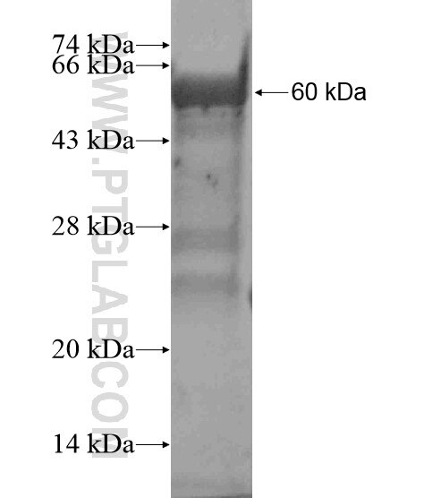 LRIG3 fusion protein Ag19335 SDS-PAGE