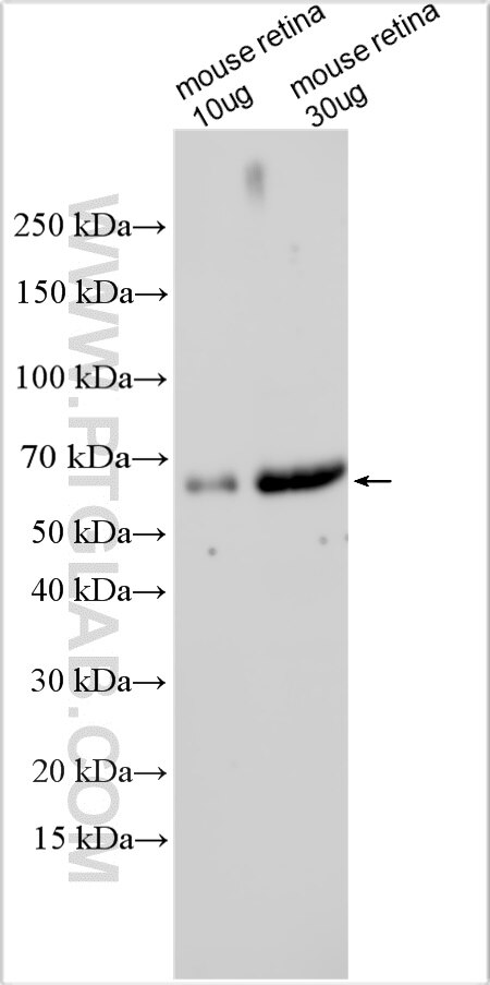 WB analysis using 32565-1-AP Western Blot (WB) analysis of various lysates using LRIT2 Polyclonal antibody (32565-1-AP)