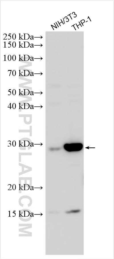 Western Blot (WB) analysis of various lysates using LRMDA Polyclonal antibody (31001-1-AP)