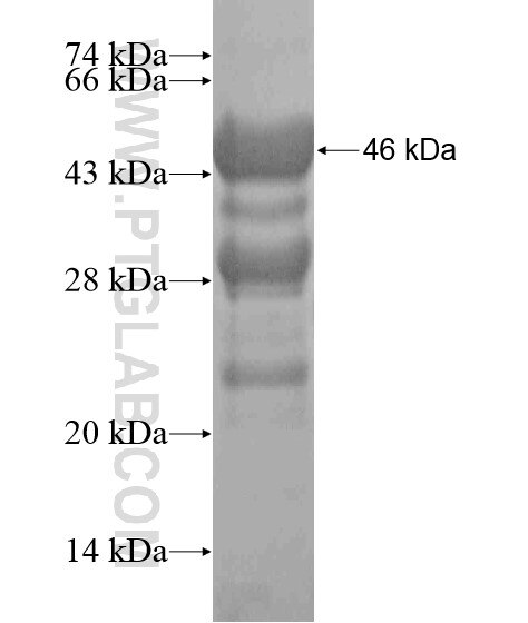 LRMP fusion protein Ag20390 SDS-PAGE