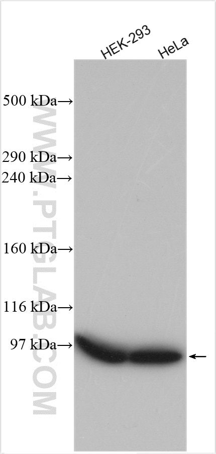 Western Blot (WB) analysis of various lysates using LRP1 Polyclonal antibody (26106-1-AP)