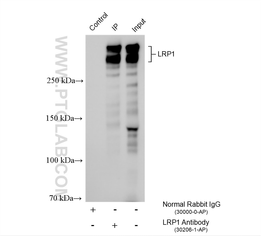 Immunoprecipitation (IP) experiment of mouse liver tissue using LRP1 Polyclonal antibody (30206-1-AP)