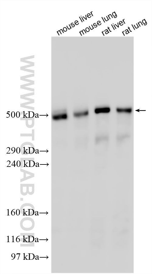 Western Blot (WB) analysis of various lysates using LRP1 Polyclonal antibody (30206-1-AP)