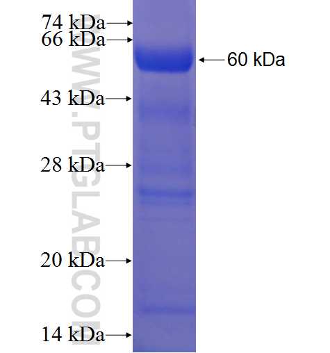 LRP1 fusion protein Ag23098 SDS-PAGE