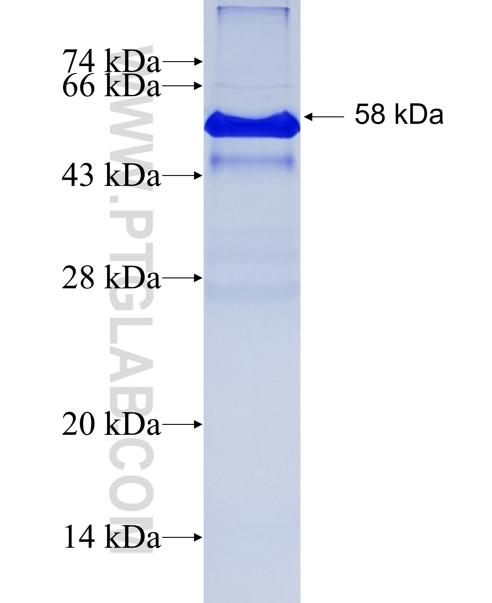 LRP1 fusion protein Ag23098 SDS-PAGE