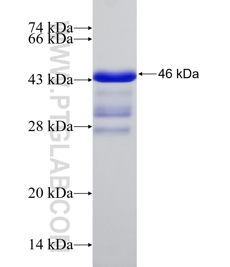 LRP1 fusion protein Ag32507 SDS-PAGE
