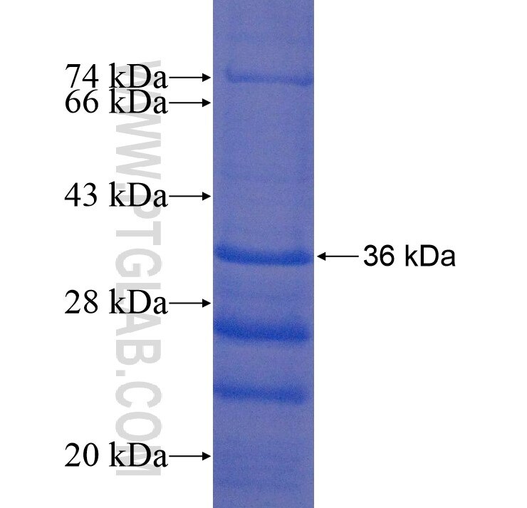 LRP10 fusion protein Ag14001 SDS-PAGE
