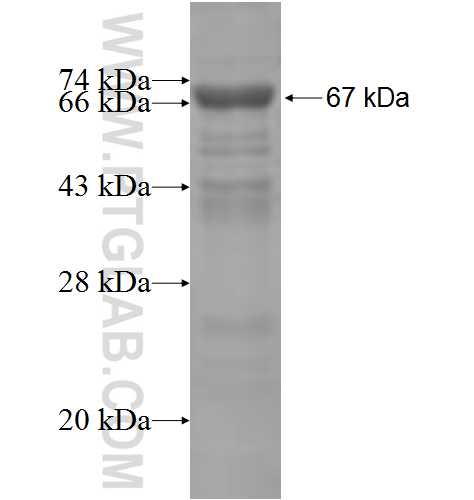 LRP11 fusion protein Ag4852 SDS-PAGE