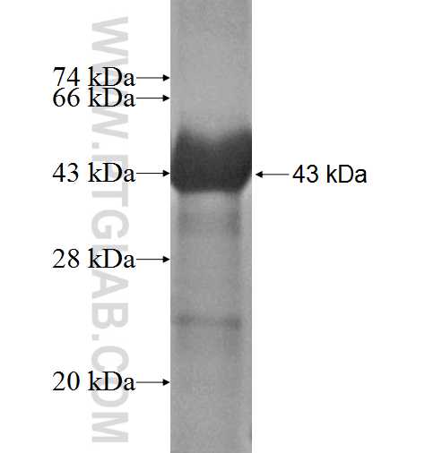 LRP11 fusion protein Ag4977 SDS-PAGE